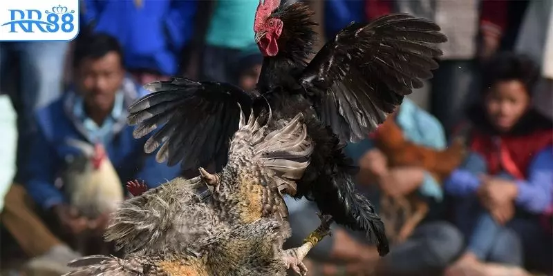 Hướng dẫn người chơi các bước đặt cược cơ bản