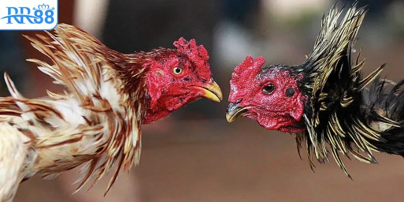 Hướng dẫn xem đá gà Campuchia không bị chặn đơn giản