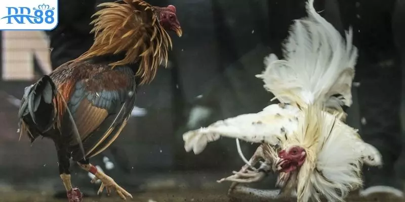 Kinh nghiệm hay để giành chiến thắng khi dự đoán