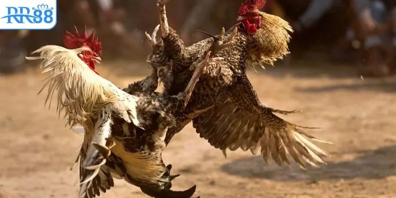 Mẹo dự đoán chính xác và giành chiến thắng