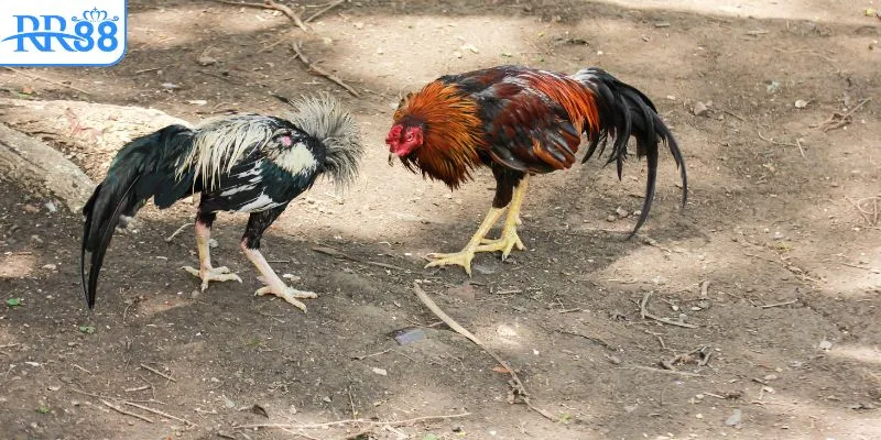 RR88 có hơn 2 triệu thành viên tham gia