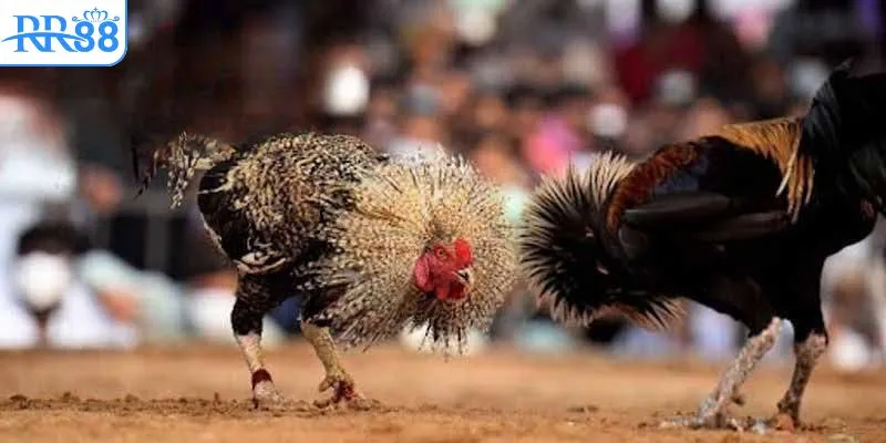 Những ưu điểm khi tìm đúng link trực tiếp đá gà Thomo